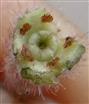  Calcophylls